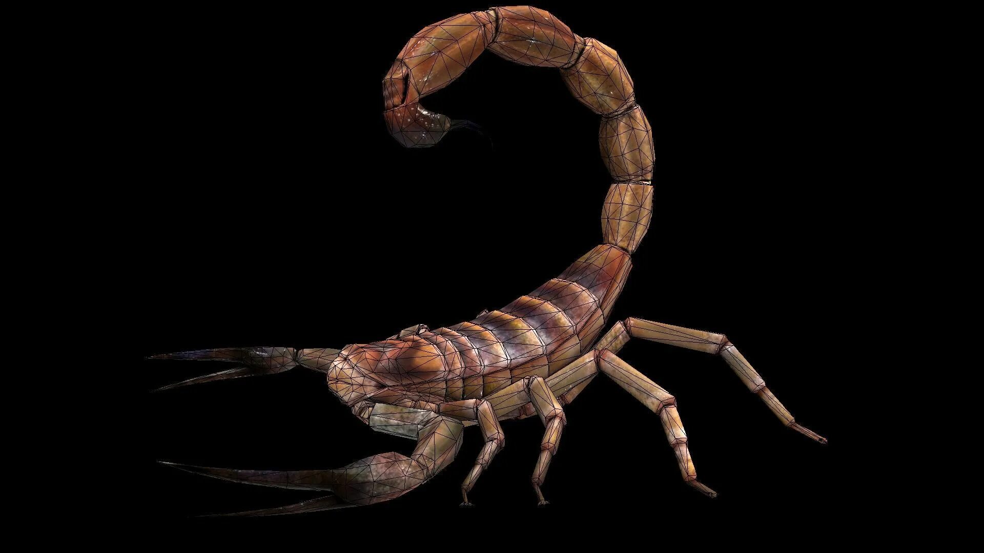 Скорпион дата выхода. Арахнид Скорпион. Южноафриканский длиннохвостый Скорпион. Скелет скорпиона. Скорпион картинки.