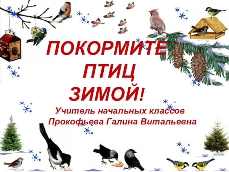 Покормите птиц зимой. Накорми птиц зимой. Зимующие птицы Покормите птиц зимой. Акция Покормите птиц зимой.