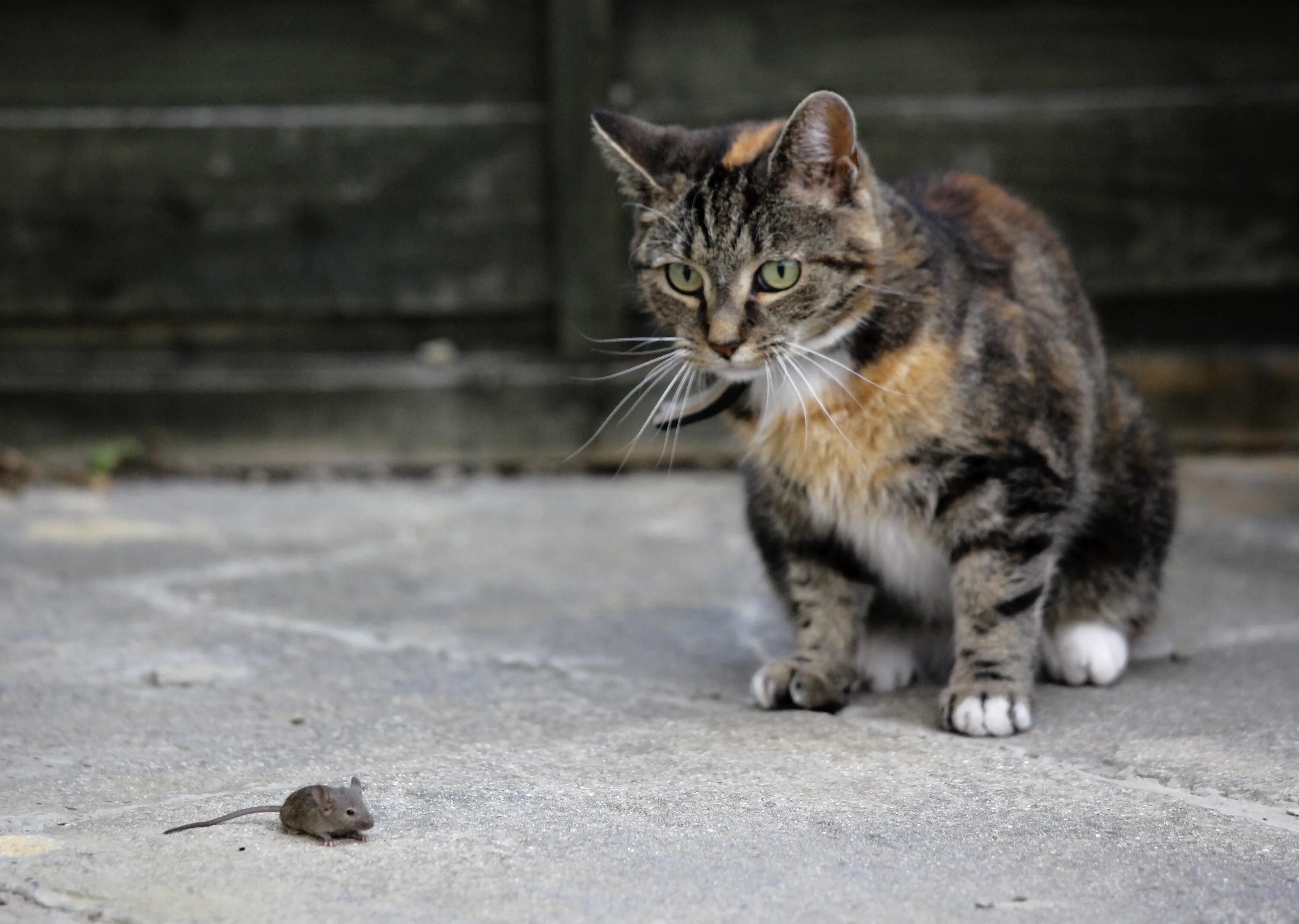 Кошка гонится. Кошка охотится. Кошка охотится на мышь. Кот ловит мышь. Кошки крысоловы.