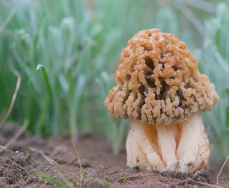 Сморчок степной. Степной сморчок Morchella steppicola. Сумчатые грибы сморчки. Сморчок (Morchella). Степные сморчки в Ростовской.