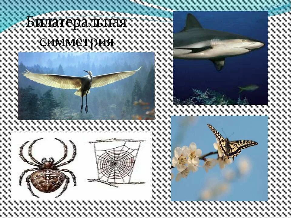 Различные виды симметрии. Билатеральная симметрия примеры. Билатеральная симметрия характерна для. Симметрия тела. Билатеральная симметрия.