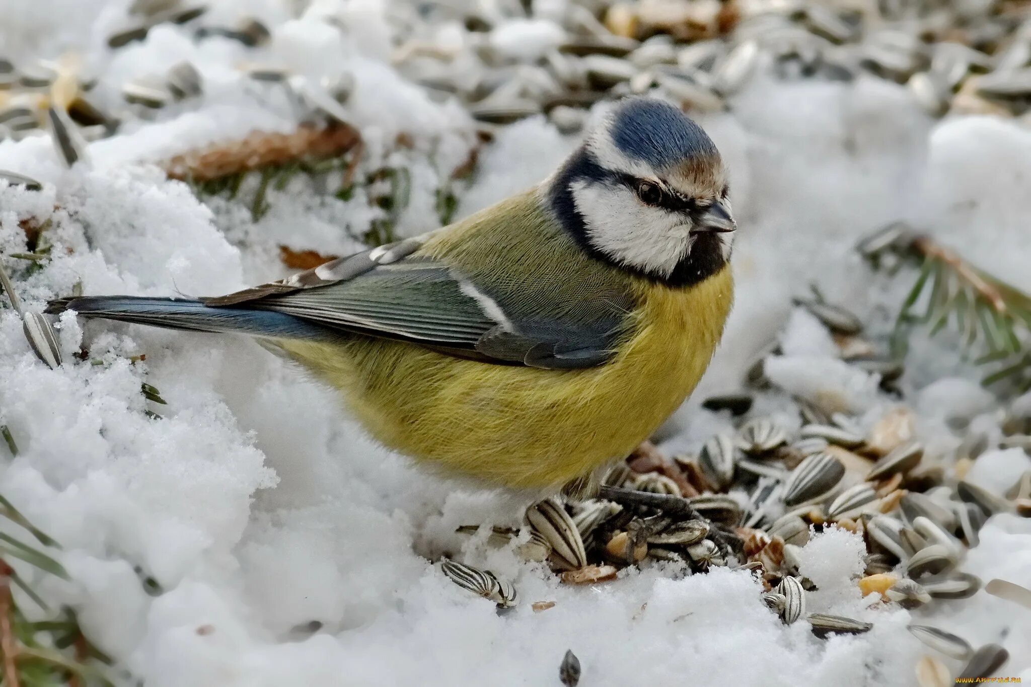 снегири дудина. снегири и некоторые виды синиц являются оседлыми. снегири и некоторые виды синиц являются оседлыми. желтогрудый снегирь. оседлые зимующие и перелетные птицы.