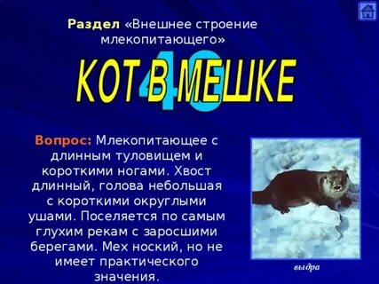 Хвост длиннее туловища