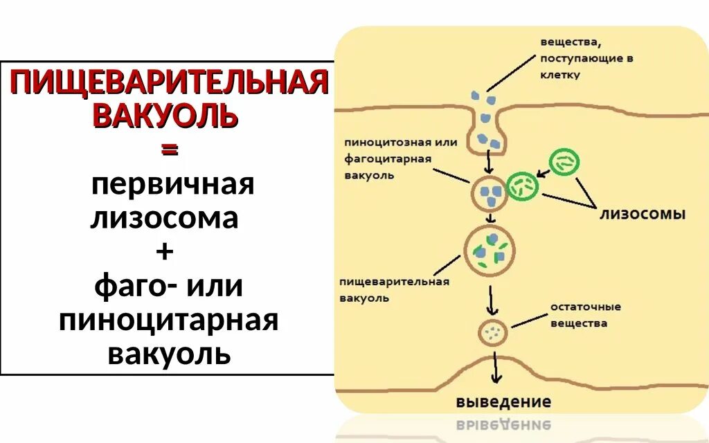 Внутриклеточное пищеварение лизосомы. Схема внутриклеточного пищеварения. Внутриклеточное пищеварение происходит в. Структура внутриклеточного пищеварения. Объект лизосома центриоль процесс внутриклеточное пищеварение