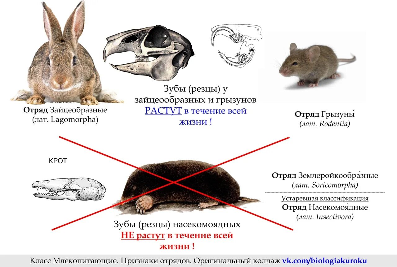 Зубы грызунов млекопитающих. Отряд грызунов. резцы грызунов и зайцеобразных. отличие зайцеобразных от грызунов.