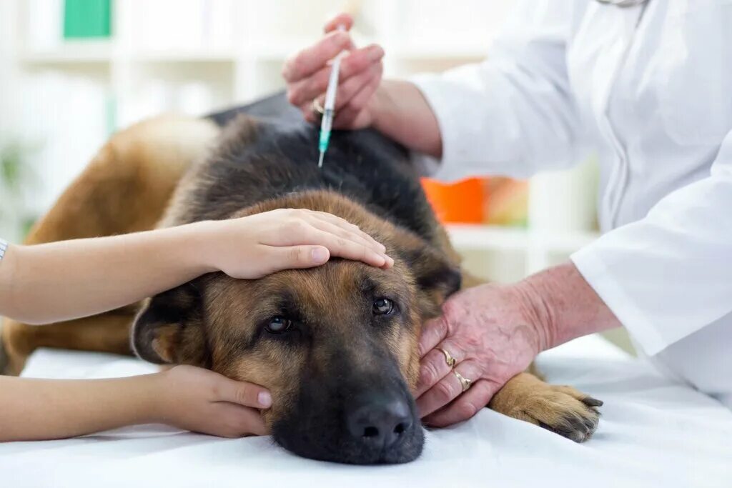 Парвовирусный энтерит собак вакцинация. Парвовирусный энтерит собак возбудитель. Терапия животных.