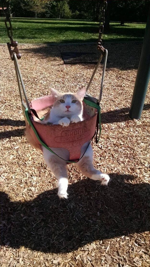 Кошка качается. Кот на качелях. качели для кошек. кот качается на качелях. котики качаются на качелях.