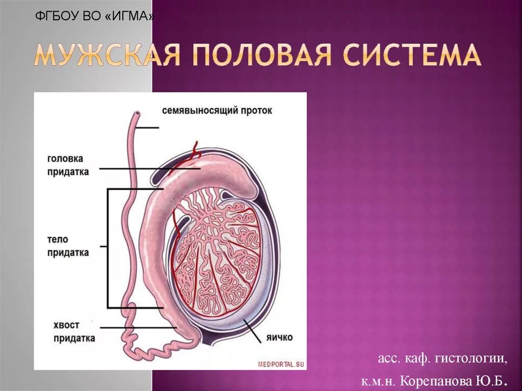 Функции придатка яичка. Мужская половая система. Мужская половая система презентация. Внешнее строение яичка. Строение придатка яичка.