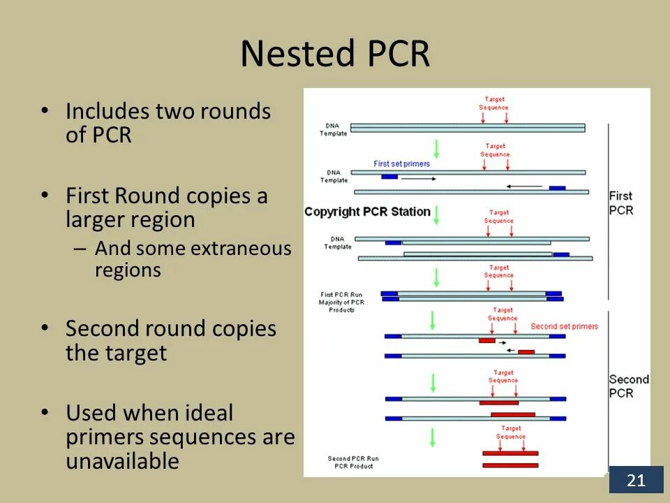Nested net. Пцр nested. вложенная пцр nested pcr. polymerase chain reaction схема. (nested pcr) фото.