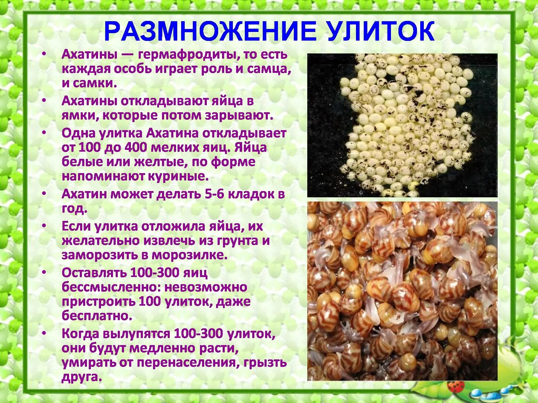 Как размножаются улитки. Размножение улиток ахатин. Улитки ахатины размножение. Размножение ахатинских улиток.