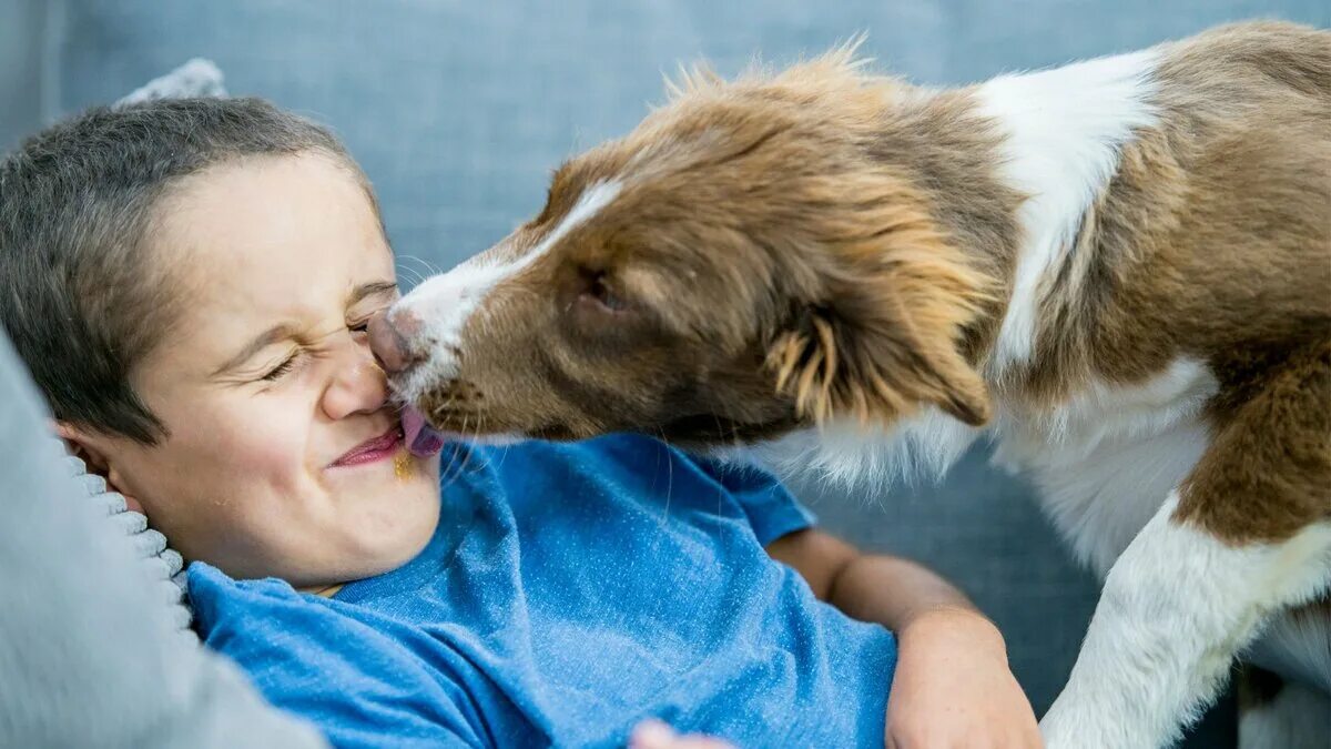 Dog licking boy. Pets get coronavirus. Dogs lick their pups. Dog licks Kid private. Как заставить собаку лизать