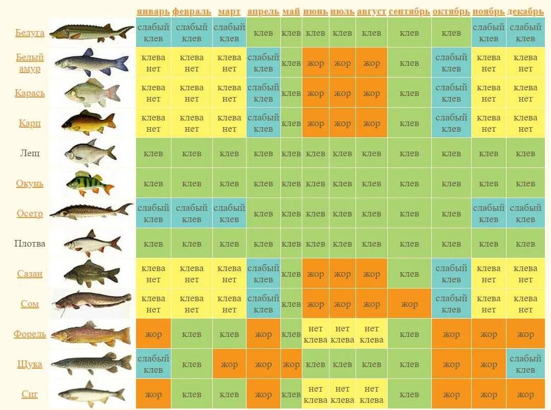 Рыбалка таблица клева. Календарь рыбака. Календарь ловли рыбы. Рыболовный календарь клёва. Можно ли сейчас рыбачить