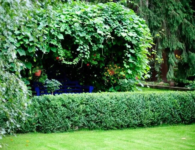 благородный сад. благородный сад. ландшафт на разноуровневом участке. горная сосна дербенник и вейник. благородный сад.