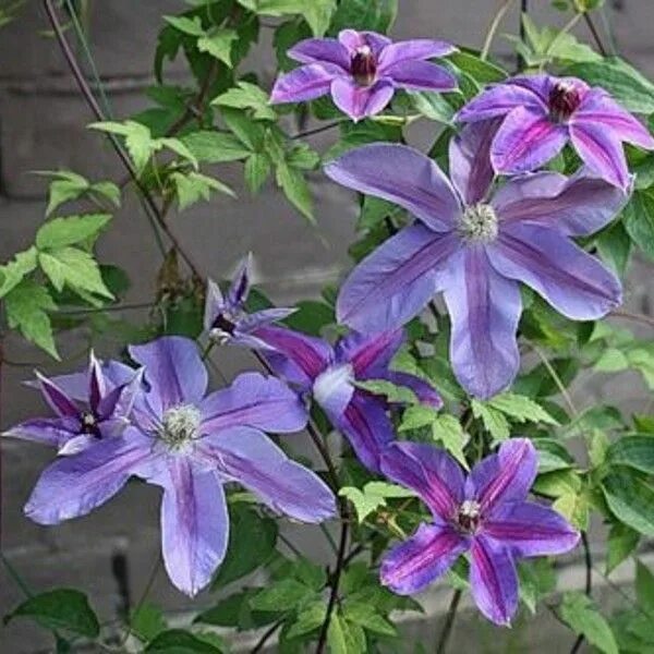 Clematis 'Blue Ravine' Viridis