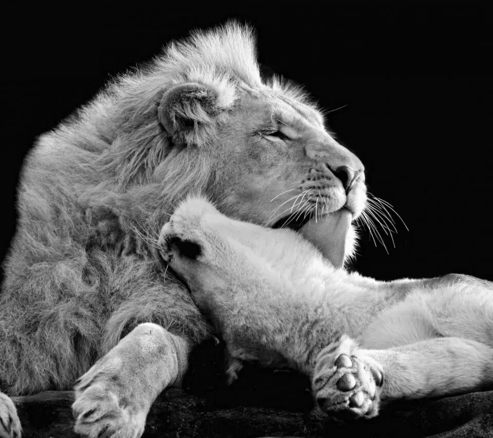 Вторые левые ламки. Львица. Лев и львица. Львы нежность. Львы любовь.