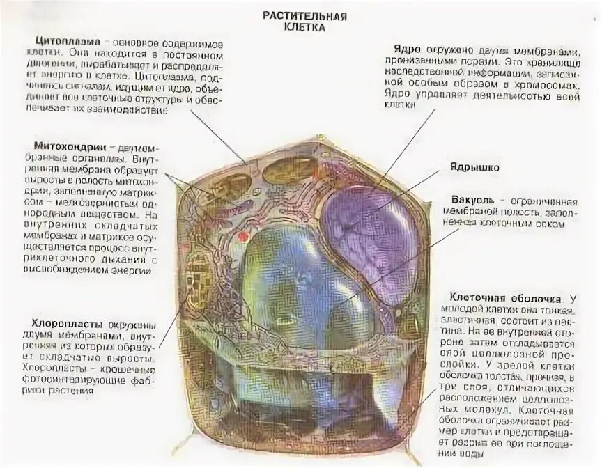 Вязкое содержимое клетки. Плотность клеточной оболочки растительной клетки определяется.