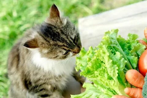 Cat vegetables