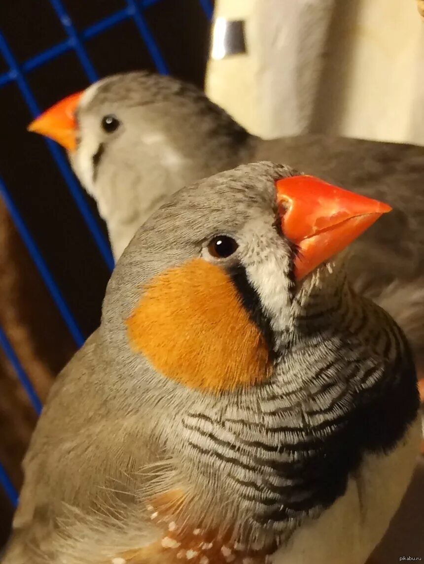 Амадина гульда пение. Амадины как поют. Птички амадины гульда зебровые. Амадины гульда пение. Амадин птица.