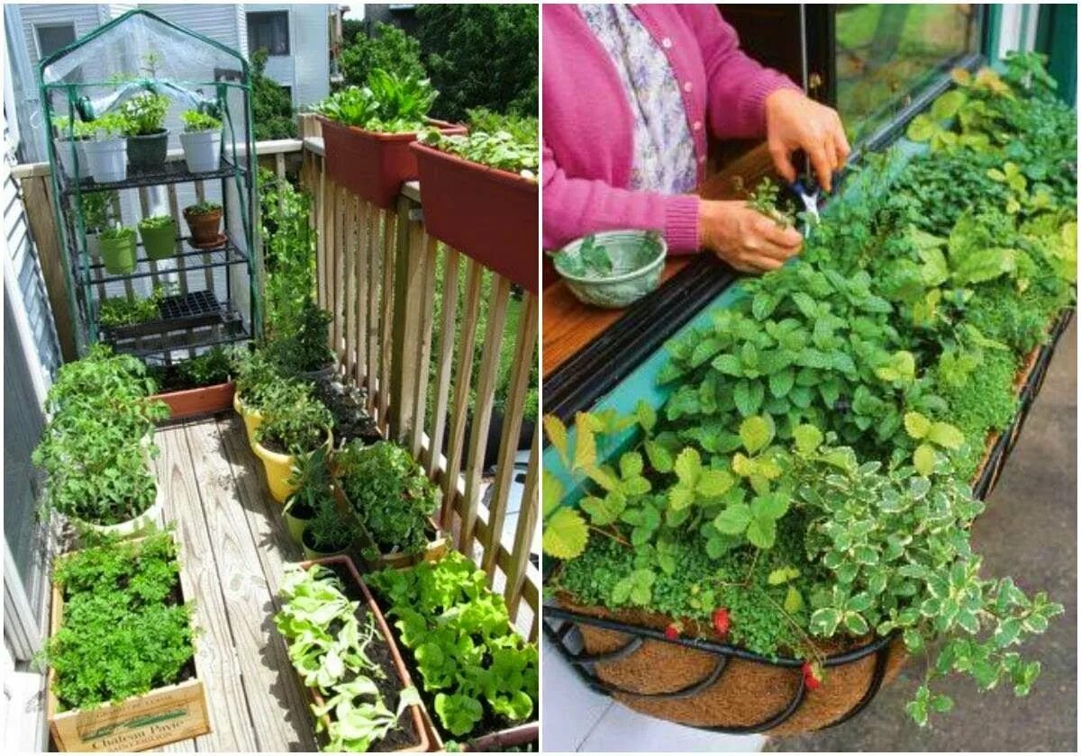 Мини огородик на балконе. Красивый огород. Грядки на балконе. Огород в горшках. Домашнее выращивание овощей