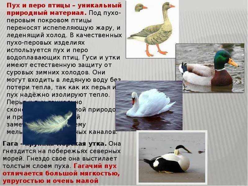 Какое значение в жизни птиц имеет. Эстетическое значение птиц в жизни человека. значение пуха у птиц. где расположены пух у птиц. значение птиц побережий.
