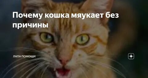 Почему кошка часто гуляет