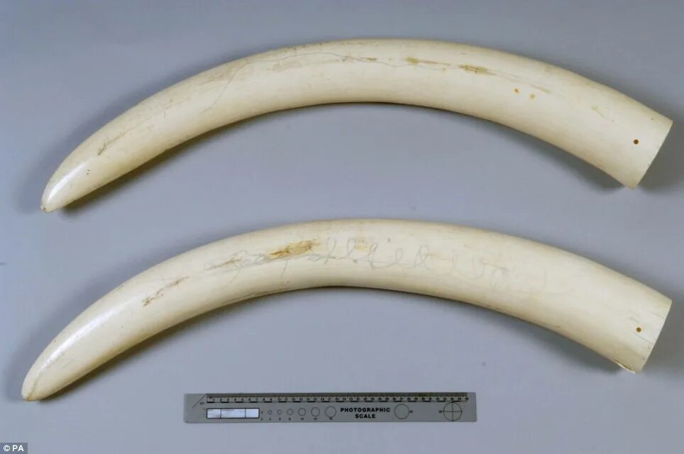 Elephant tusks. Бивни слона это клыки. Слоновый бивень. Бивни слонов. Бивень слона Размеры.