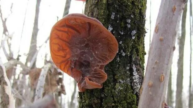 Be careful what you whisper in the forest for the trees have ears. - Album on Im