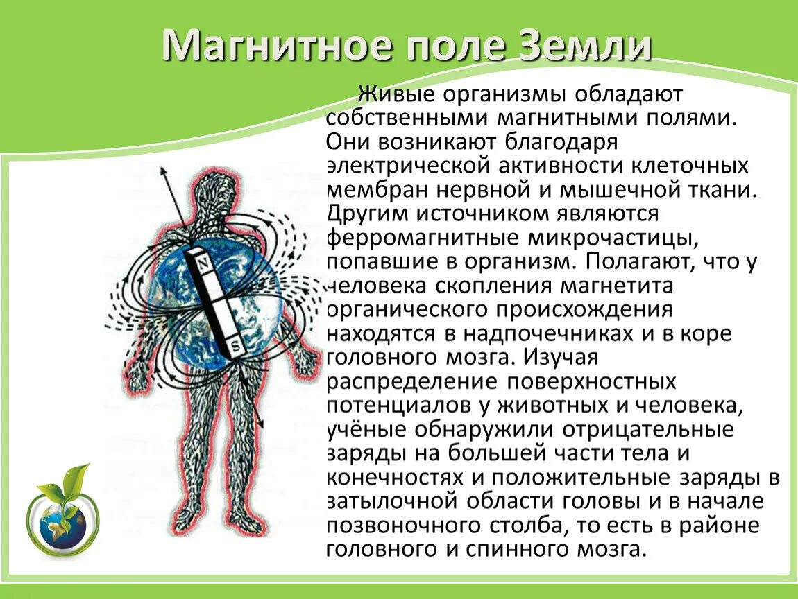 Действие магнитного поля на живые организмы. Магнитное поле живых организмов. Влияние магнитного поля земли на живые организмы. Влияние магнитного поля на здоровье человека презентация.