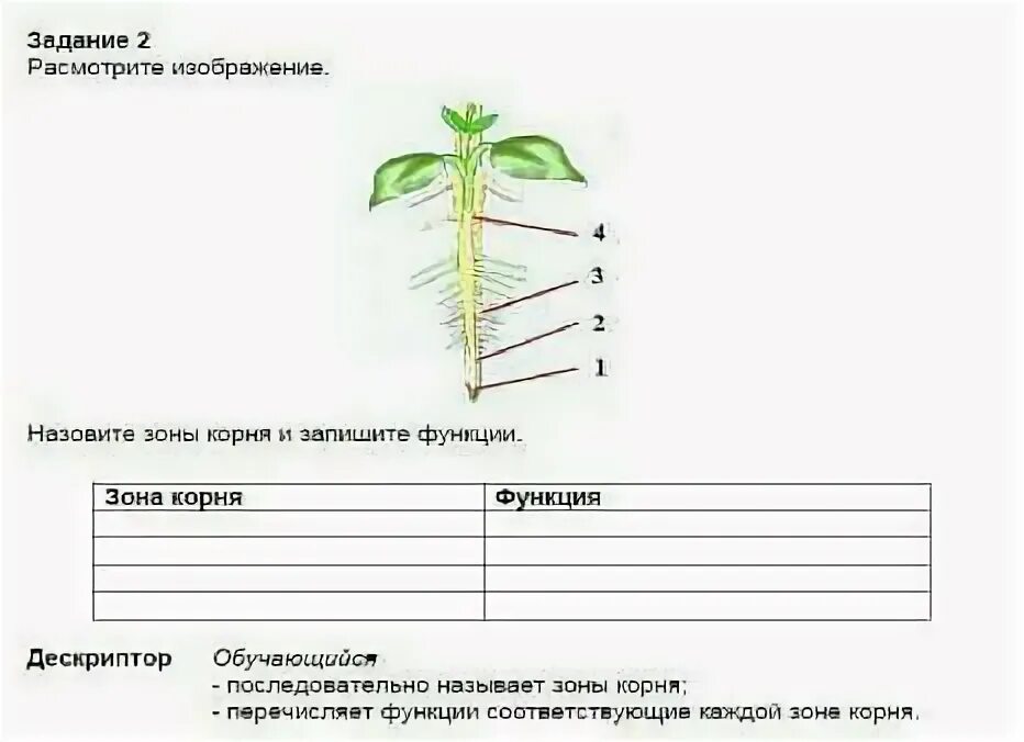 Корень 6 класс самостоятельная. Зоны корня 6 класс биология рисунок. Зоны корня и их функции. Функции зон корня. Зоны корня таблица.