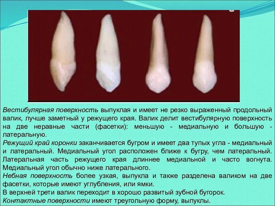 Клыки поверхность зуба. Зубы верхняя челюсть вестибулярная поверхность. Бугры Клыков верхней челюсти. Резец вестибулярная поверхность зуба. Клык верхней челюсти анатомия.