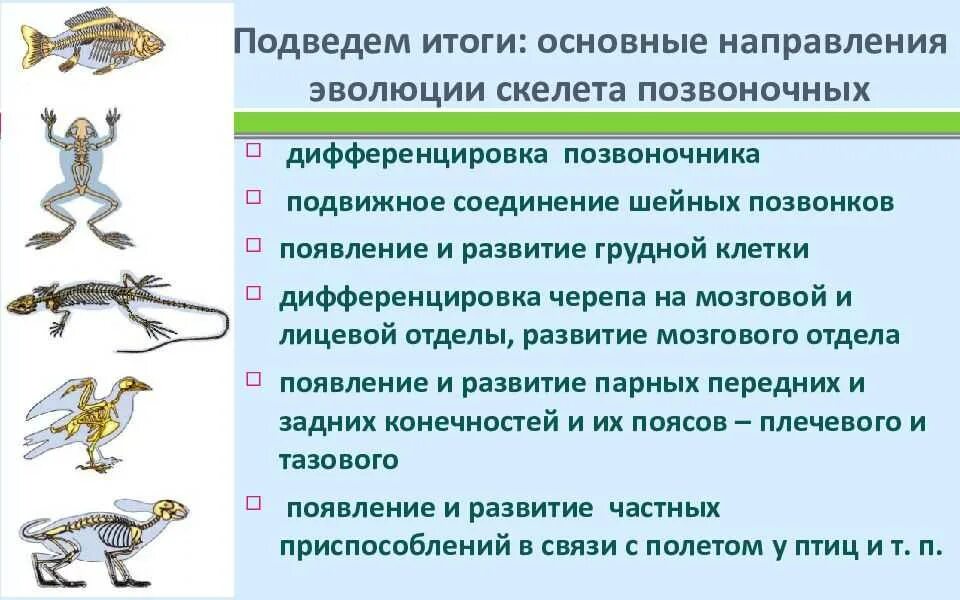 Общие черты птицы млекопитающих. Опорно двигательная система Эволюция 7 класс биология. Эволюция скелета у пресмыкающихся. Эволюция скелета хордовых. Эволюция опорно-двигательной системы позвоночных.