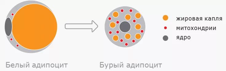 Почему жир белый. Белые и бурые адипоциты. белая жировая клетка. бурые жировые клетки. сравнение белой и бурой жировой ткани.