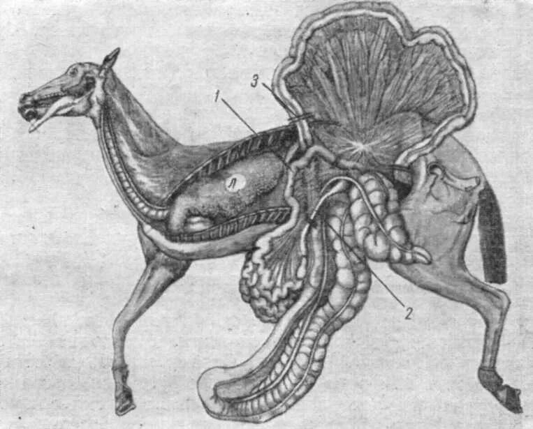 Ветеринария патанатомия. Ободочная кишка лошади. Малая ободочная кишка у лошади. Пищеварительная система лошади анатомия. Кишечник лошади.