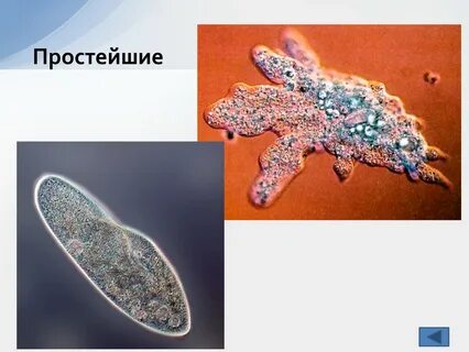 Какие покровы у простейших