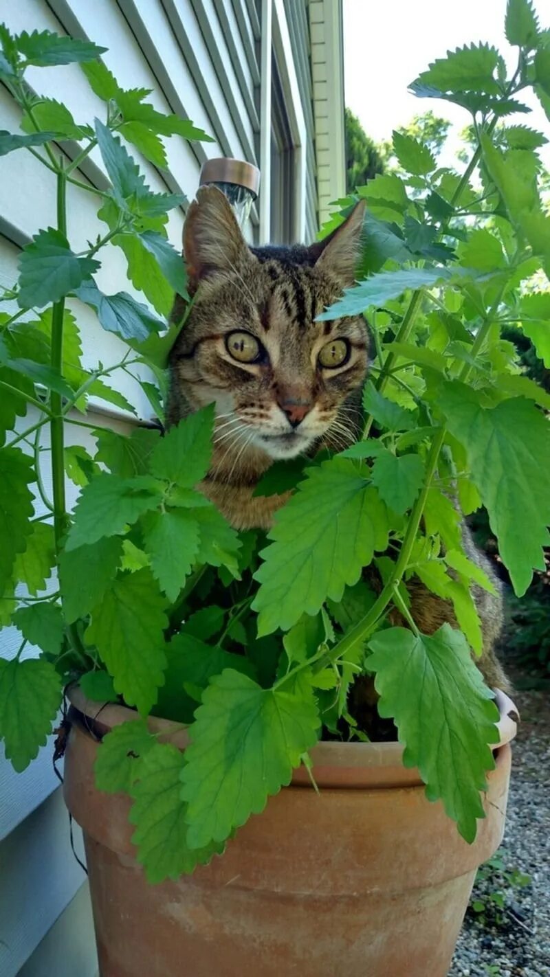 А мы пахнем кошачьей мятой и листвой. Котовник кошачий. Catnip Кошачья мята. Трава котовник кошачий. Кошачья мята (кошатник).