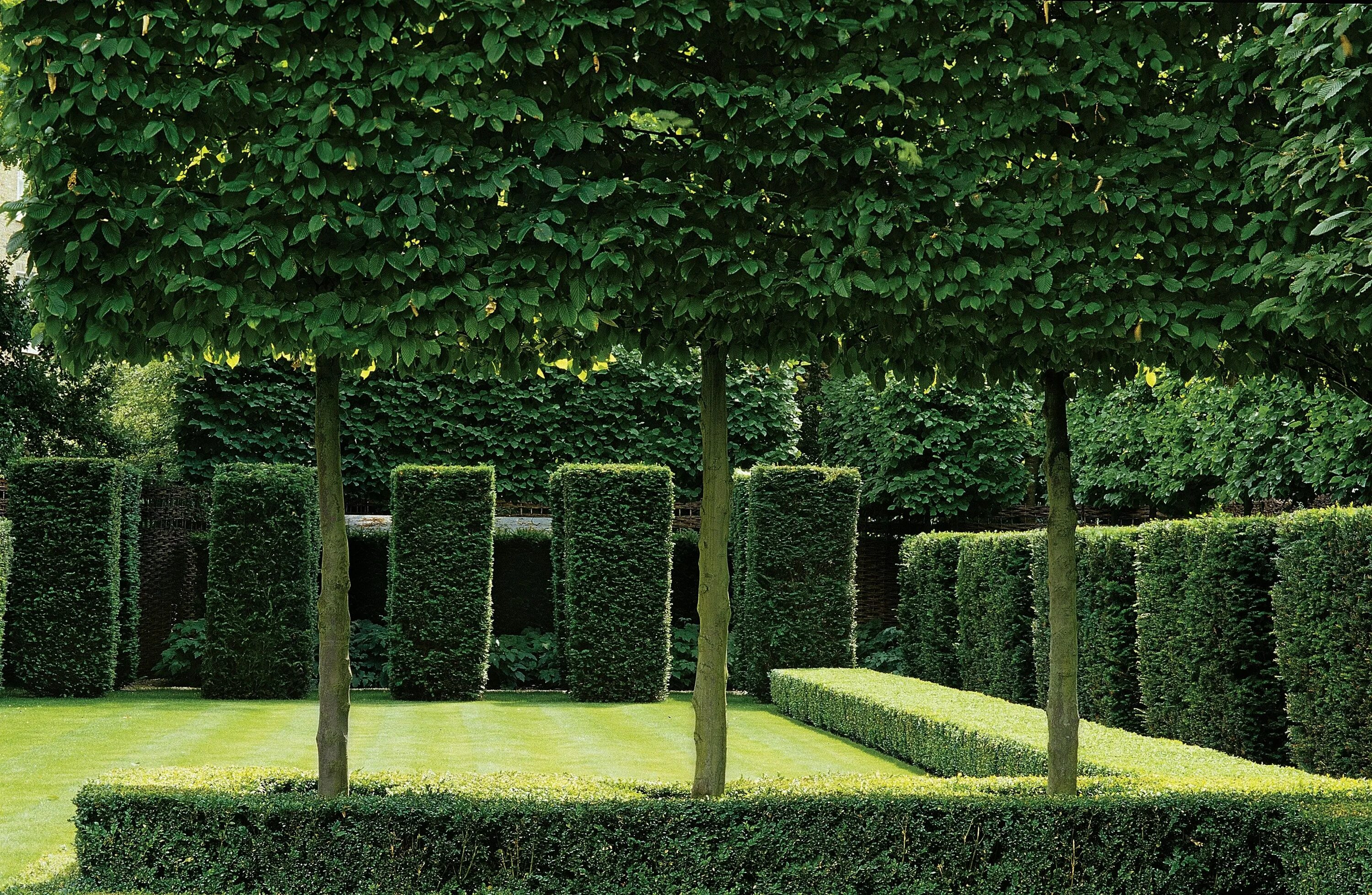 Плющ для живой изгороди. Свободнорастущая живая изгородь. Буковая изгородь. В греции живые изгороди. Быстрая живая изгородь.