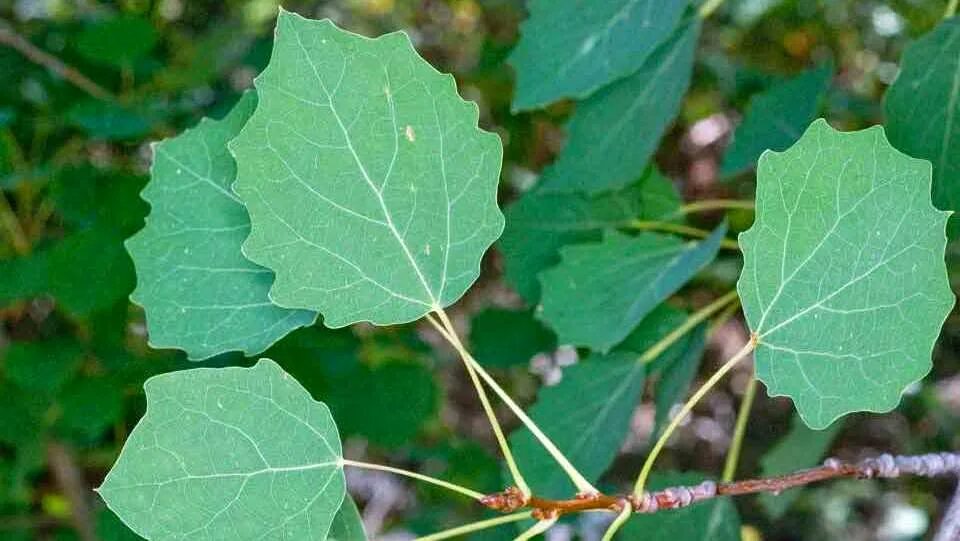 Покажи лист осины. Populus heterophylla. осина давида. populus davidiana. тополь разнолистный лист.