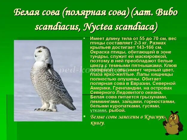 В какой природной зоне обитает белая сова. Полярная Сова где обитает. Полярная Сова зона обитания. Полярная Сова природная зона обитания. Совы Евразии.