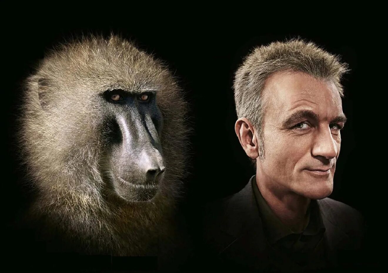 Различие между человеком и обезьяной. Реклама с обезьяной. Труд сделал из обезьяны человека. Обезьяна похожая на человека.