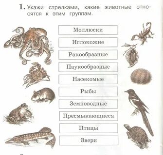 Практические работы животный мир