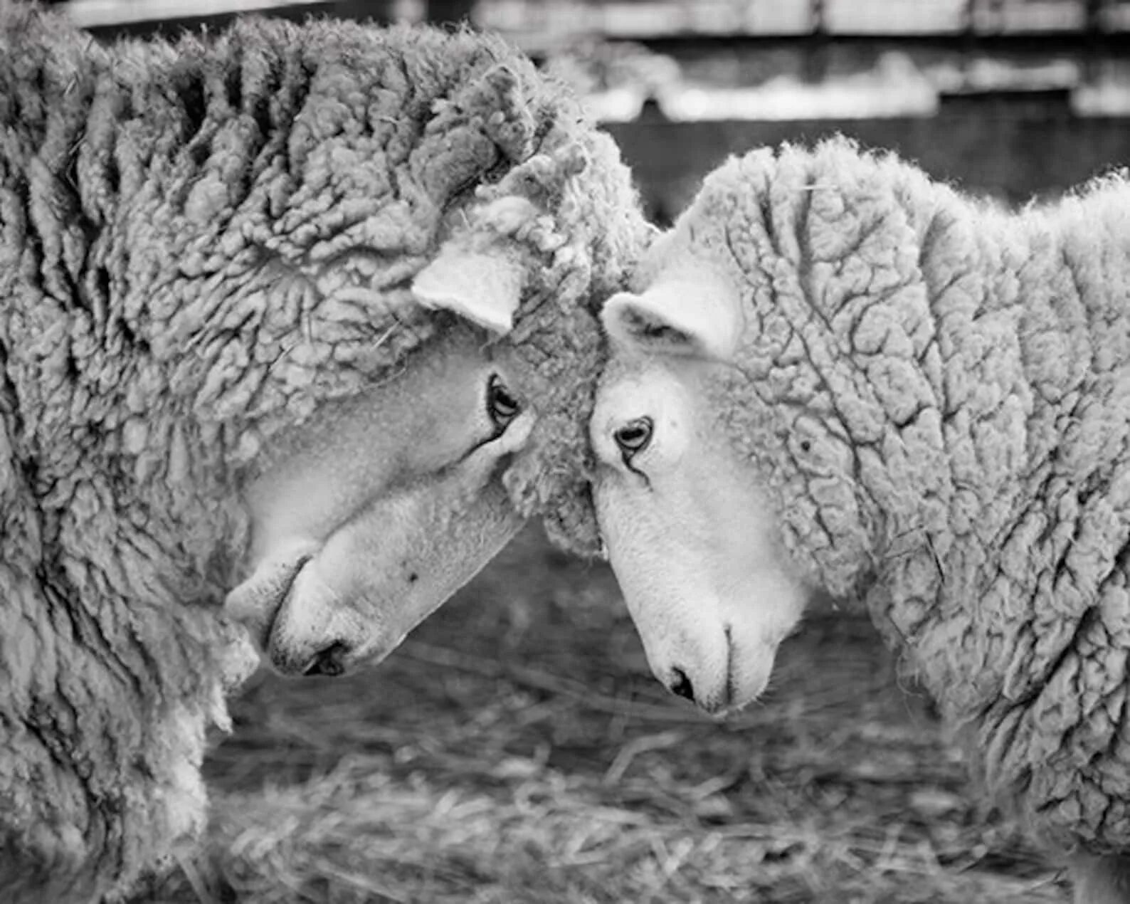 Овца ест траву. Исландская овца. Поле с овцами. Влюбленные бараны. Овца фото.