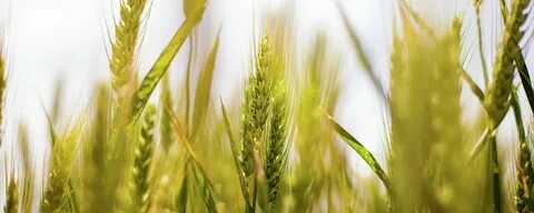Crops 3