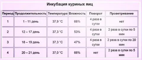 Температура и проветривание инкубатора