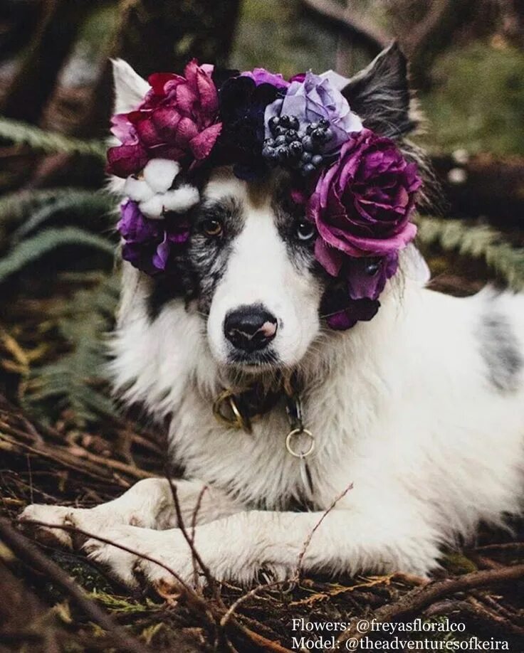 Собаки в цветах фото These Flower Crown Wearing Dogs are Ready for Music Festival Season Flower crown