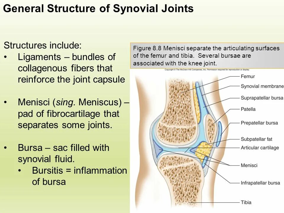 Structure перевод. Structure of the joint. synovial. synovial bursae of knee joint. structure of a typical synovial joint.