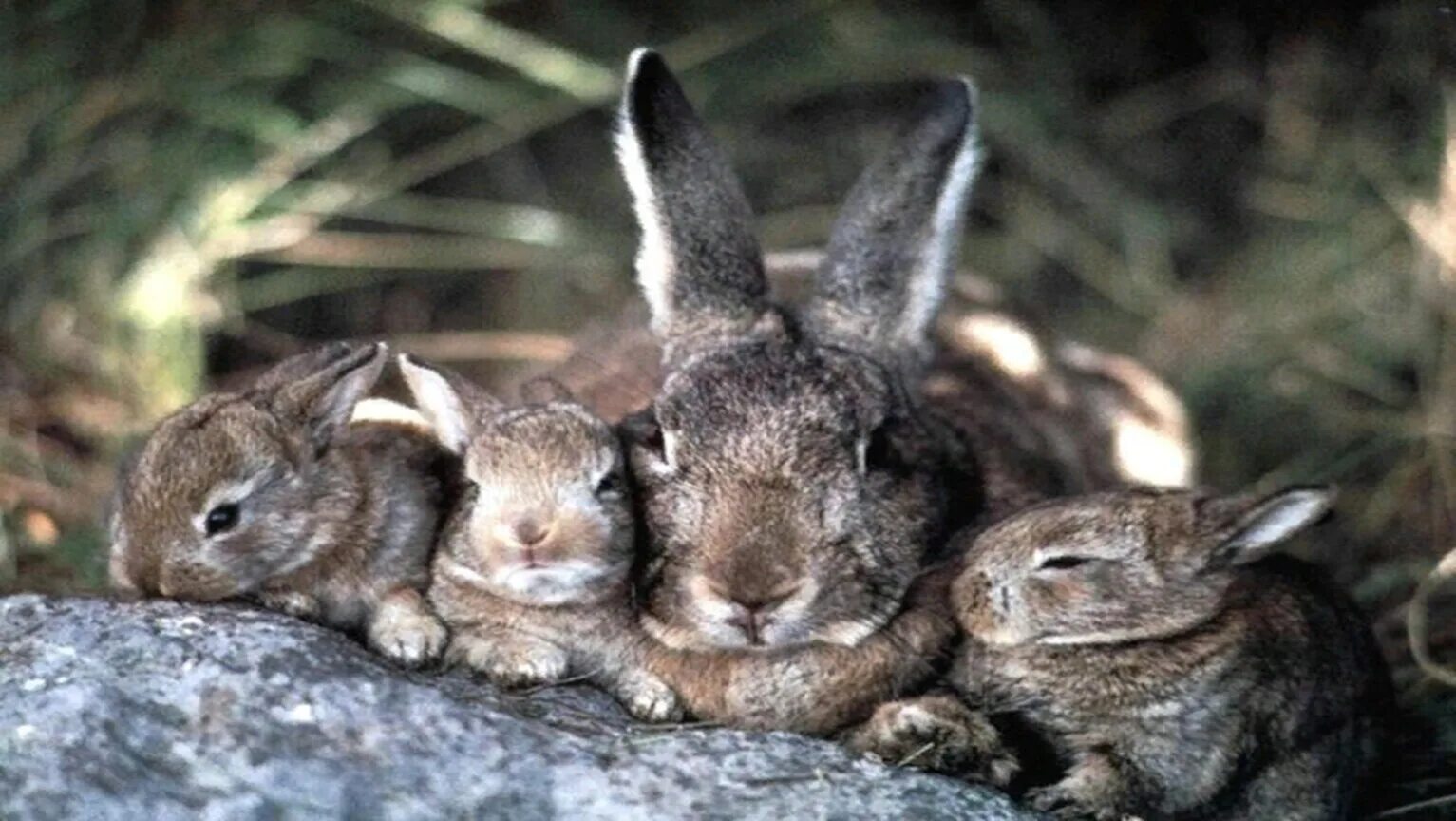 Почему зайчат называют. Зайчата листопаднички. Зайцы листопаднички. Заяц Листопадничек. Листопаднички фото.