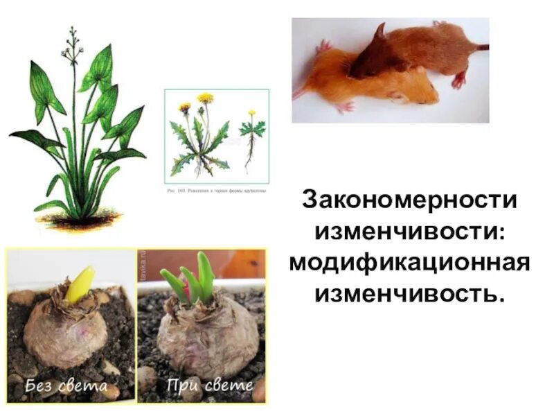 Модификационная изменчивость у растений. Модификационная изменчивость это в биологии. Модификационная изменчивость кролик. Ненаследственная модификационная изменчивость. Модификационная изменчивость биология 9 класс
