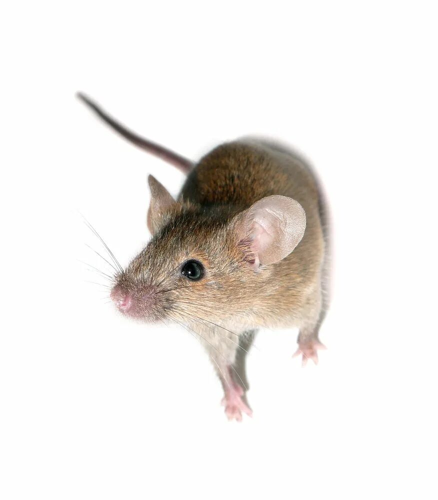 Мышь коре