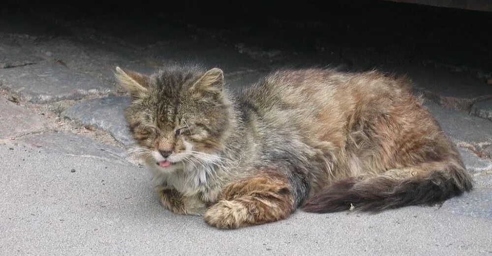 Кошачья чумка панлейкопения. Панлейкопения (Кошачья чума). Может ли кошка заболеть бешенством