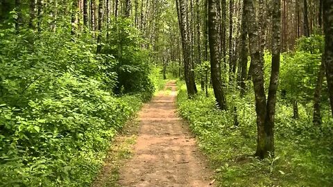 Хвойный лес прогулка